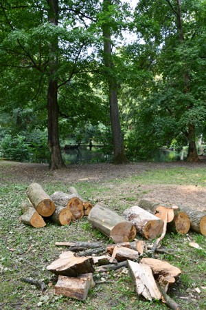 Ukončenie výrubu stromov v Zámockom parku