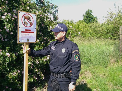 Mestská polícia upozorňuje na premnožený výskyt diviakov