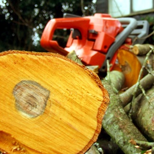 Ochrana a výrub drevín