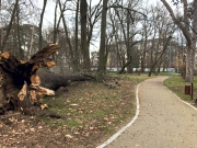 Vyvrátený strom v Zámockom parku