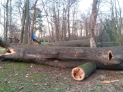 Vyvrátený strom v Zámockom parku